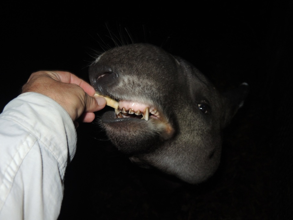 Tapir taking apple