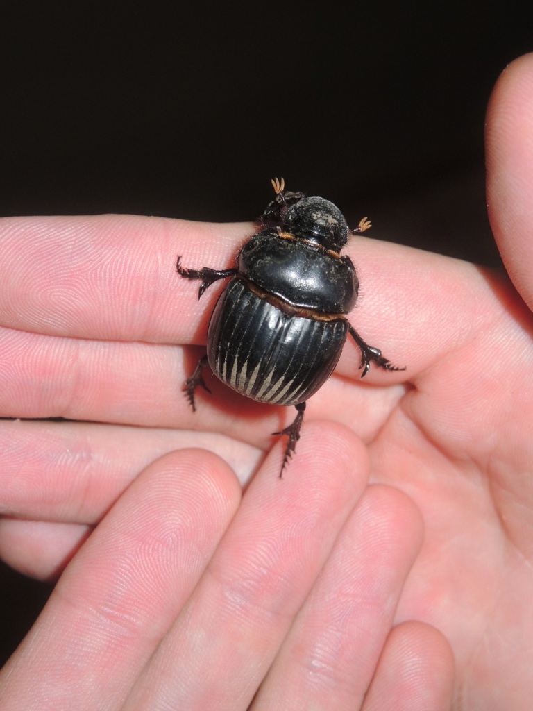 A pretty large dung beetle.