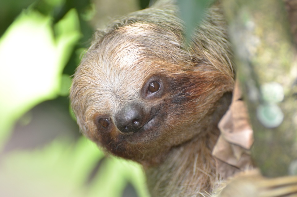 El Ceibo Sloth Coming to ground