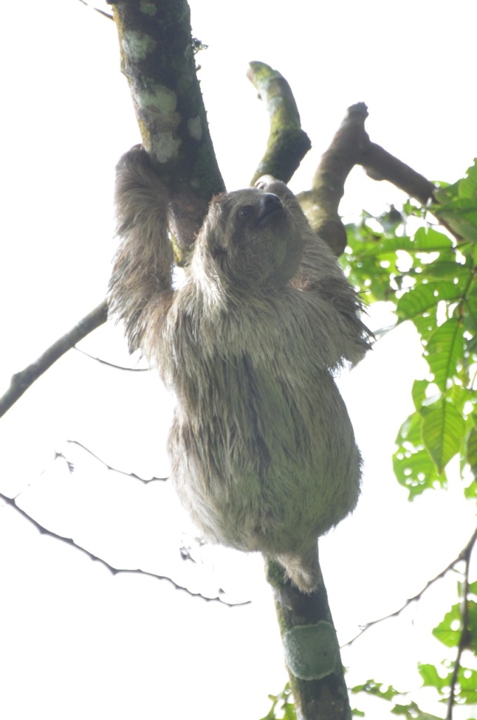 Sloth 2