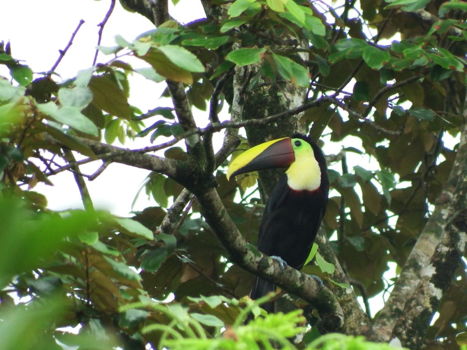 Black-mandibled Toucan.