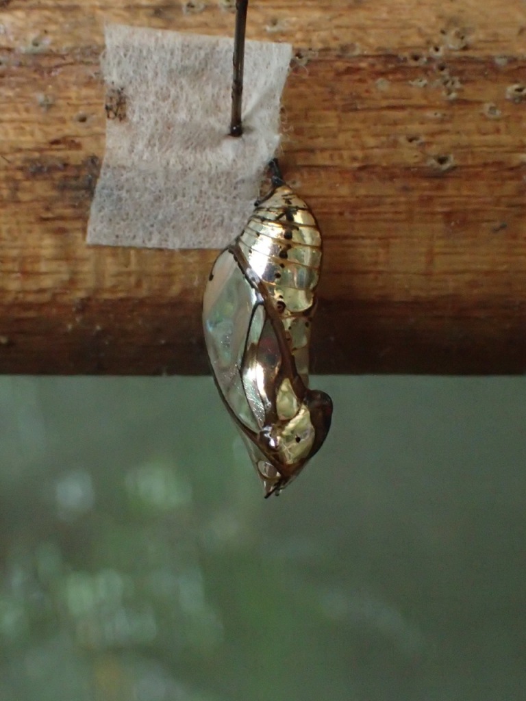 A neat golden-colored chrysalis at the butterfly garden at Selva Tropical.